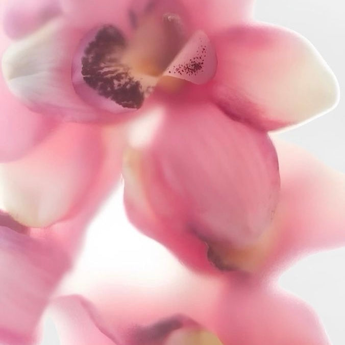 Petals
